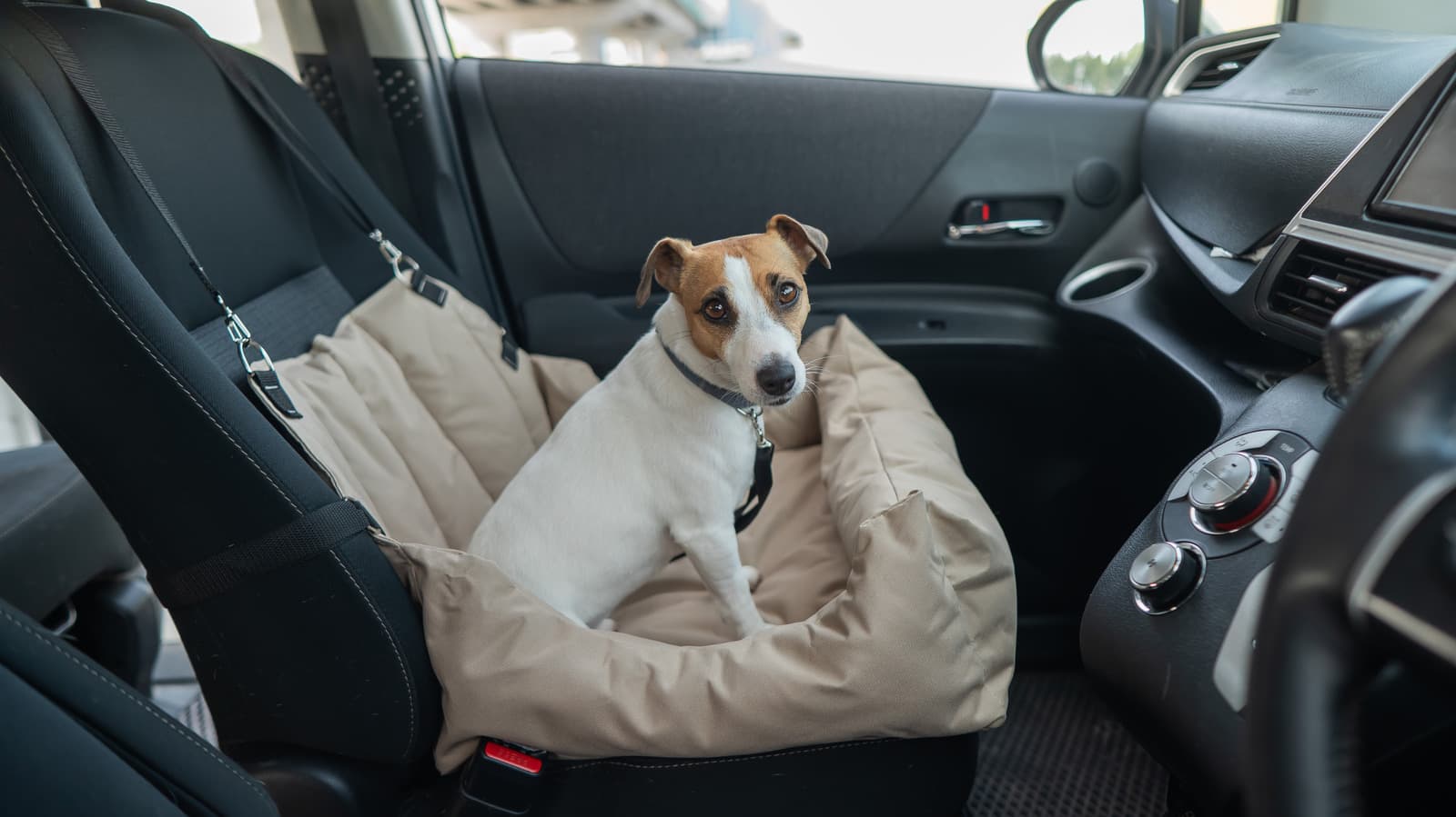 What's The Best Car For Your Dog? A Complete Guide for Pet-Friendly Driving