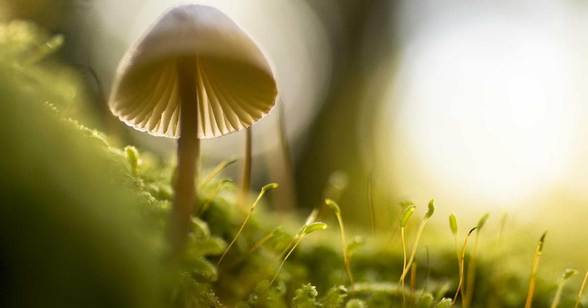 Ni parasoles ni cristales tintados: la protección solar más eficaz para que tu coche no llegue a 60 grados en verano