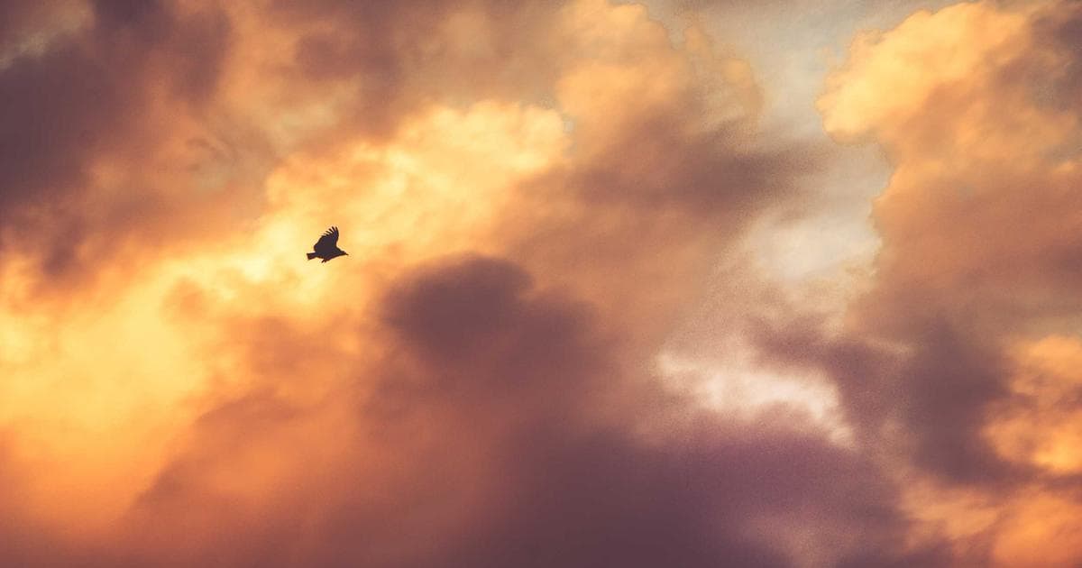 SpaceX Is Public: Everything You Need to Know Post-IPO